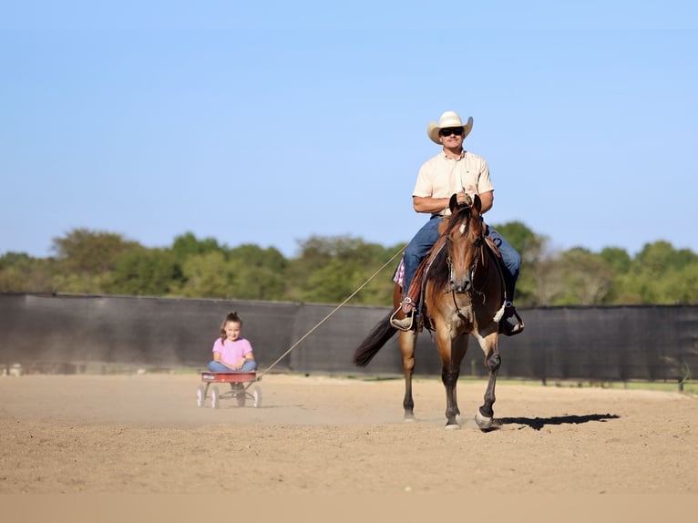 American Quarter Horse Castrone 4 Anni 150 cm Baio ciliegia in Buffalo, MO