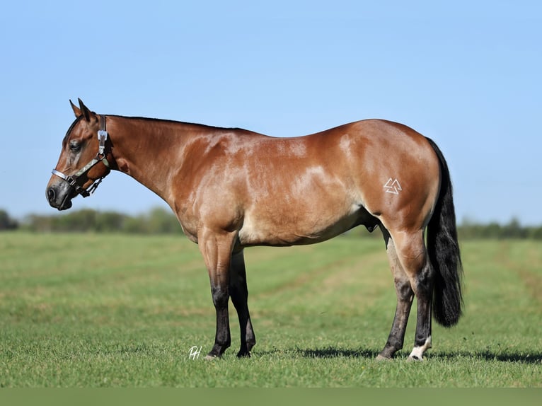 American Quarter Horse Castrone 4 Anni 150 cm Baio ciliegia in Buffalo, MO