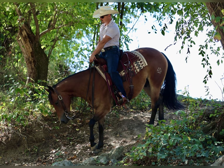 American Quarter Horse Castrone 4 Anni 150 cm Baio ciliegia in Buffalo, MO