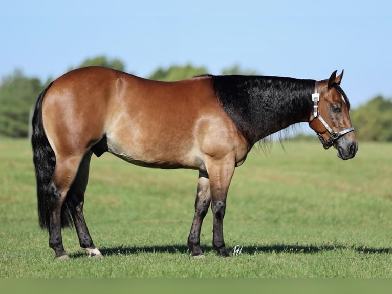 American Quarter Horse Castrone 4 Anni 150 cm Baio ciliegia in Buffalo, MO