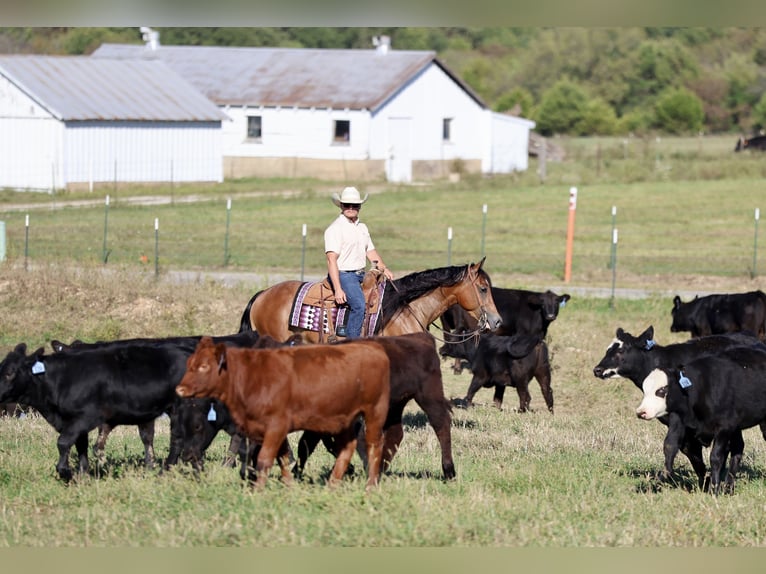 American Quarter Horse Castrone 4 Anni 150 cm Baio ciliegia in Buffalo, MO
