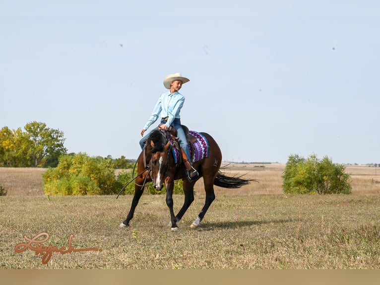 American Quarter Horse Castrone 4 Anni 150 cm Baio ciliegia in Canistota, SD