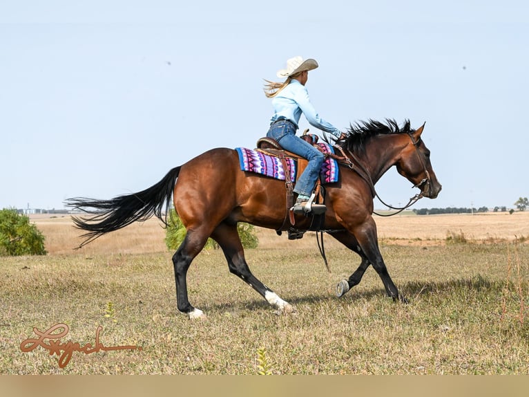 American Quarter Horse Castrone 4 Anni 150 cm Baio ciliegia in Canistota, SD