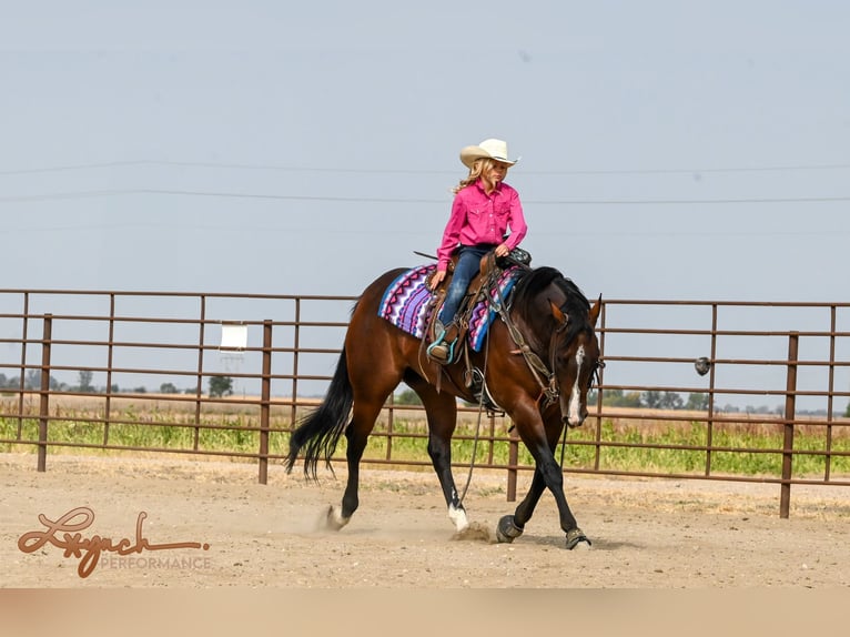 American Quarter Horse Castrone 4 Anni 150 cm Baio ciliegia in Canistota, SD