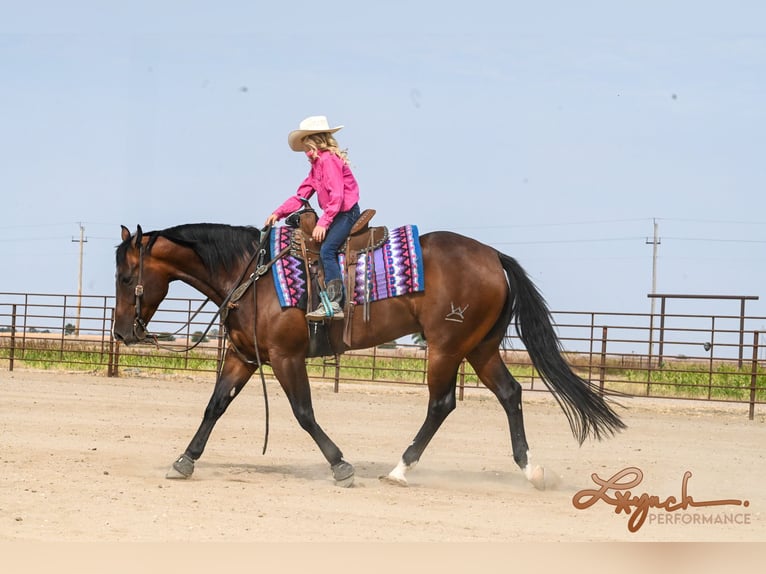 American Quarter Horse Castrone 4 Anni 150 cm Baio ciliegia in Canistota, SD