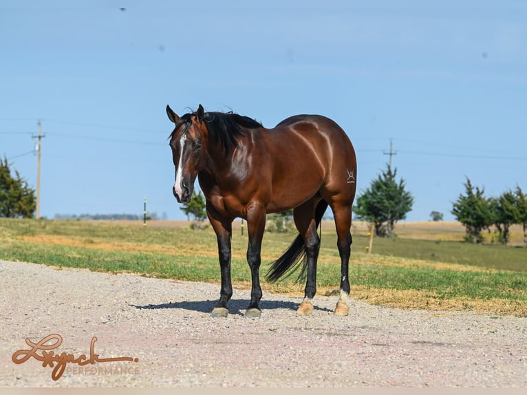 American Quarter Horse Castrone 4 Anni 150 cm Baio ciliegia in Canistota, SD