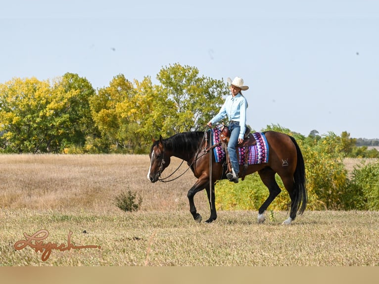 American Quarter Horse Castrone 4 Anni 150 cm Baio ciliegia in Canistota, SD