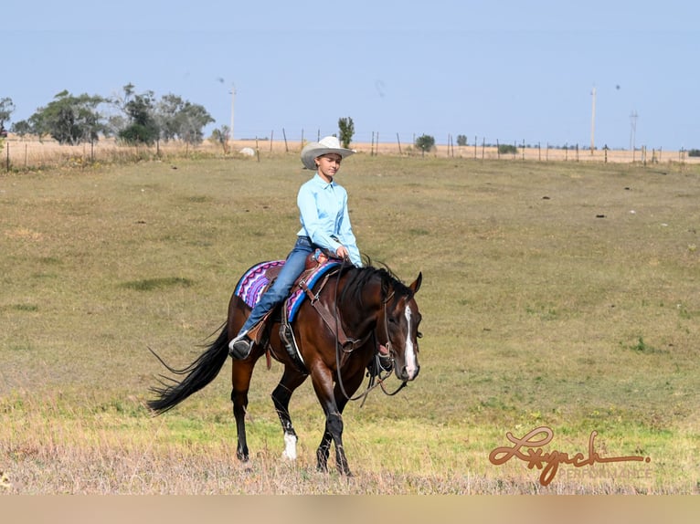 American Quarter Horse Castrone 4 Anni 150 cm Baio ciliegia in Canistota, SD