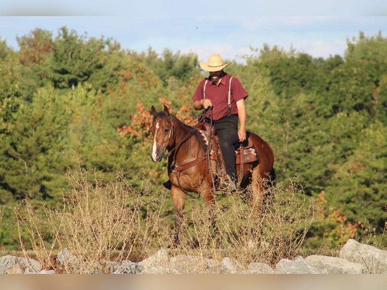 American Quarter Horse Castrone 4 Anni 150 cm Baio ciliegia in Rebersburg