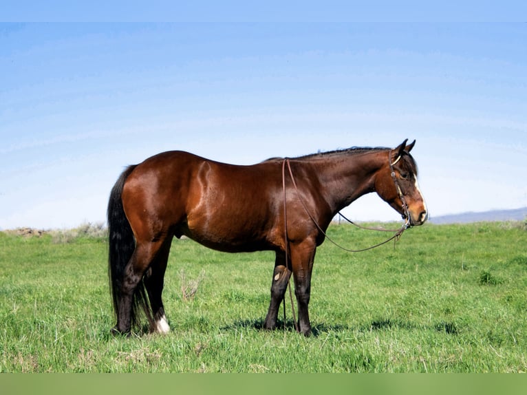 American Quarter Horse Castrone 4 Anni 150 cm Baio ciliegia in Saint Anthony