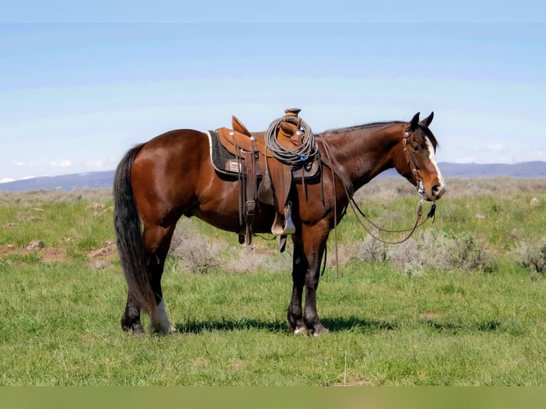 American Quarter Horse Castrone 4 Anni 150 cm Baio ciliegia in Saint Anthony