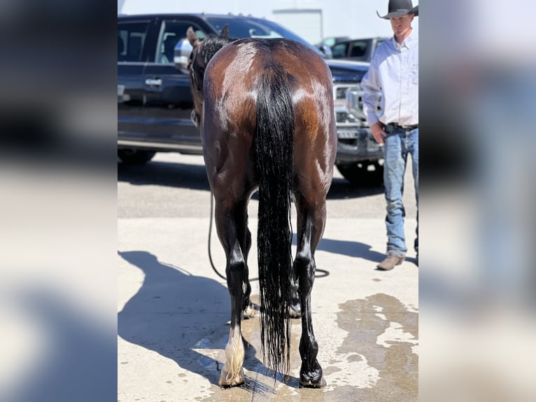 American Quarter Horse Castrone 4 Anni 150 cm Baio ciliegia in Saint Anthony