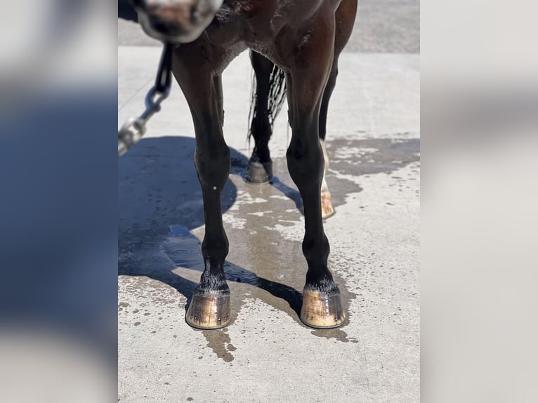 American Quarter Horse Castrone 4 Anni 150 cm Baio ciliegia in Saint Anthony