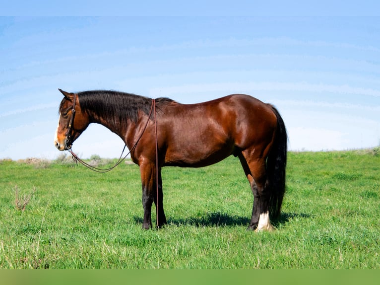 American Quarter Horse Castrone 4 Anni 150 cm Baio ciliegia in Saint Anthony