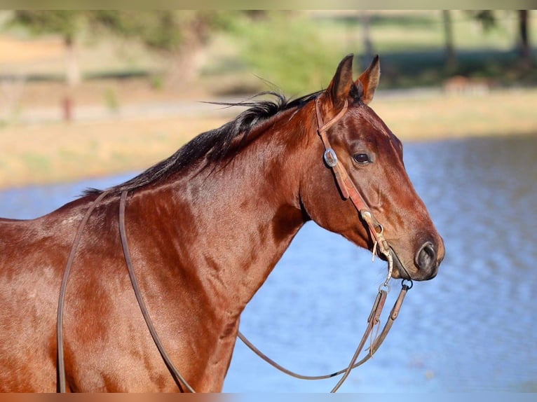 American Quarter Horse Castrone 4 Anni 150 cm Baio ciliegia in Joshua, TX