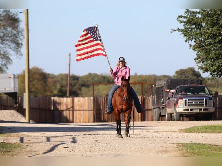 American Quarter Horse Castrone 4 Anni 150 cm Baio ciliegia in Joshua, TX