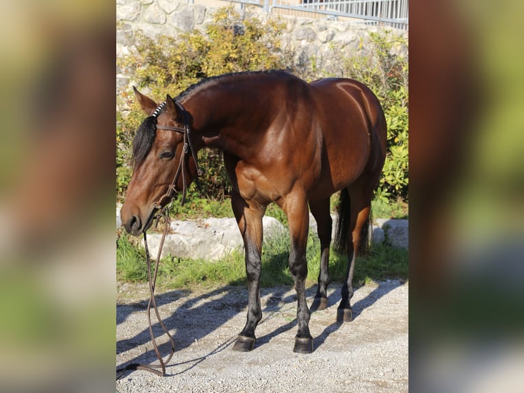 American Quarter Horse Castrone 4 Anni 150 cm Baio in Prestranek
