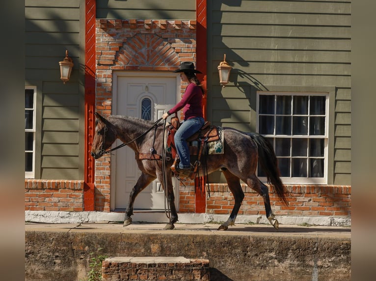 American Quarter Horse Castrone 4 Anni 150 cm Baio roano in Rusk Tx