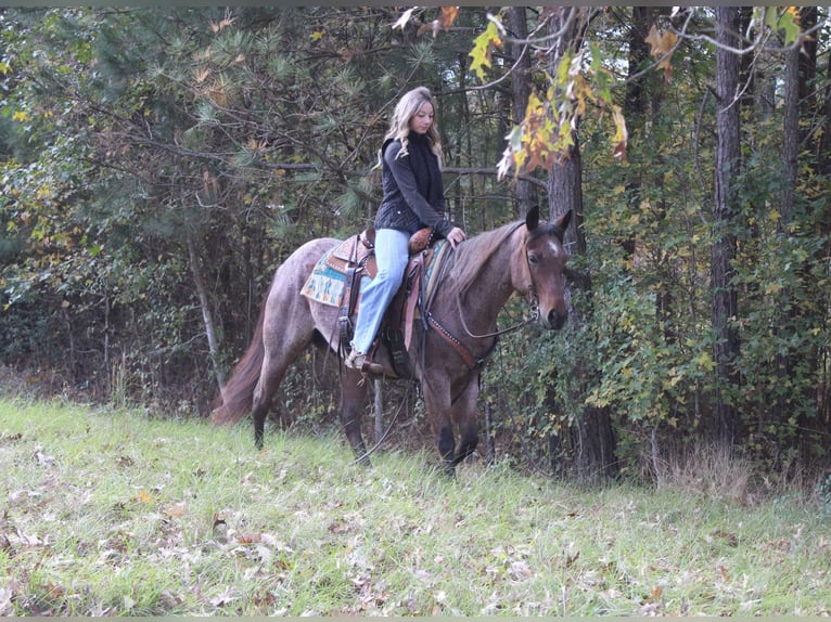 American Quarter Horse Castrone 4 Anni 150 cm Baio roano in Rusk Tx