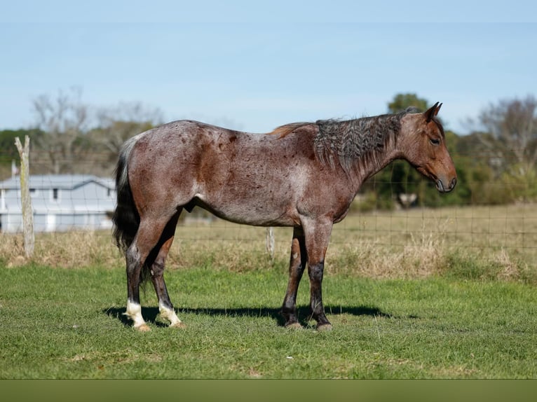 American Quarter Horse Castrone 4 Anni 150 cm Baio roano in Rusk Tx