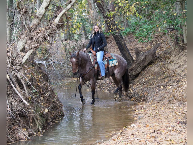 American Quarter Horse Castrone 4 Anni 150 cm Baio roano in Rusk Tx