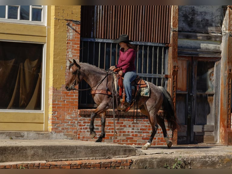 American Quarter Horse Castrone 4 Anni 150 cm Baio roano in Rusk Tx