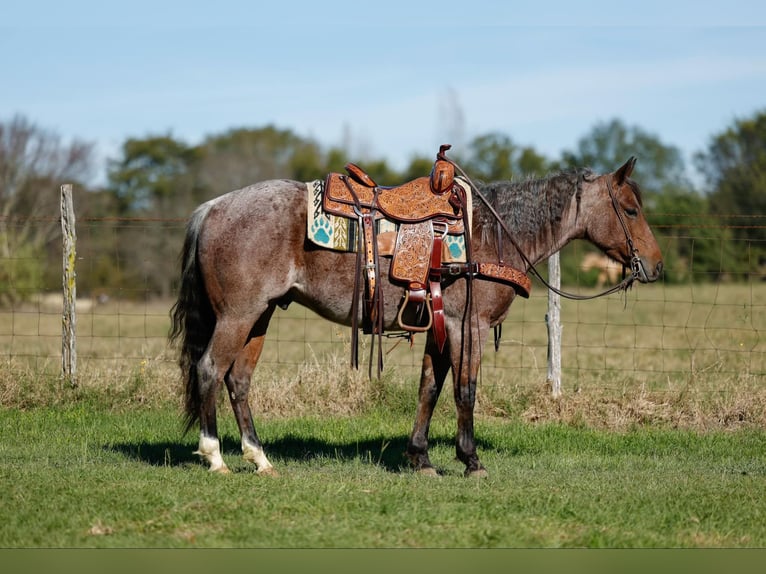 American Quarter Horse Castrone 4 Anni 150 cm Baio roano in Rusk Tx