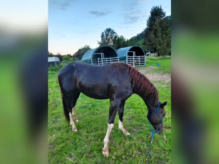 American Quarter Horse Castrone 4 Anni 150 cm Baio scuro in Fürhen /Opsen