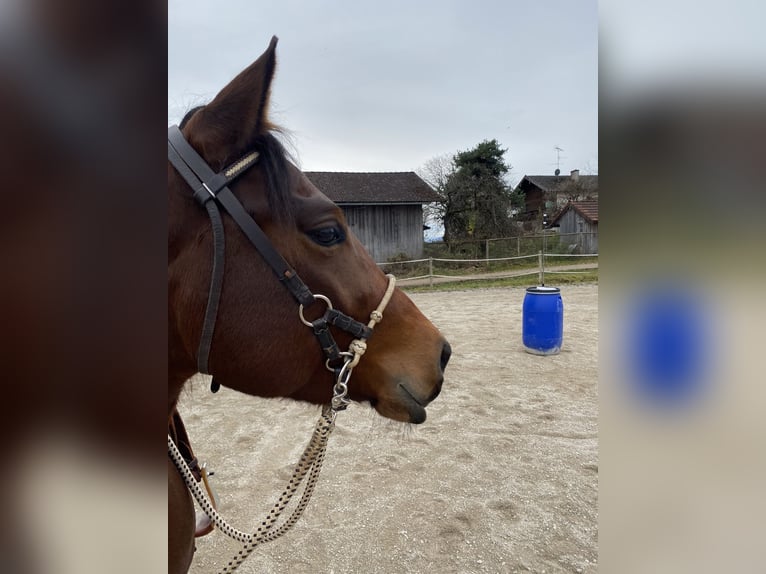 American Quarter Horse Castrone 4 Anni 150 cm Baio scuro in Dietramszell