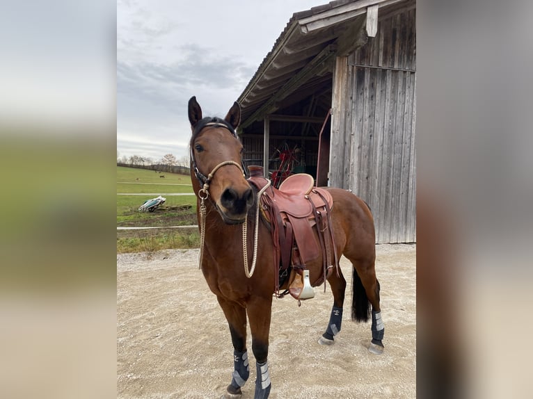 American Quarter Horse Castrone 4 Anni 150 cm Baio scuro in Dietramszell