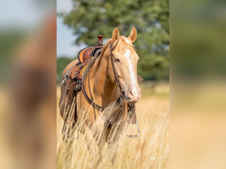 American Quarter Horse Castrone 4 Anni 150 cm Champagne in Herenthout