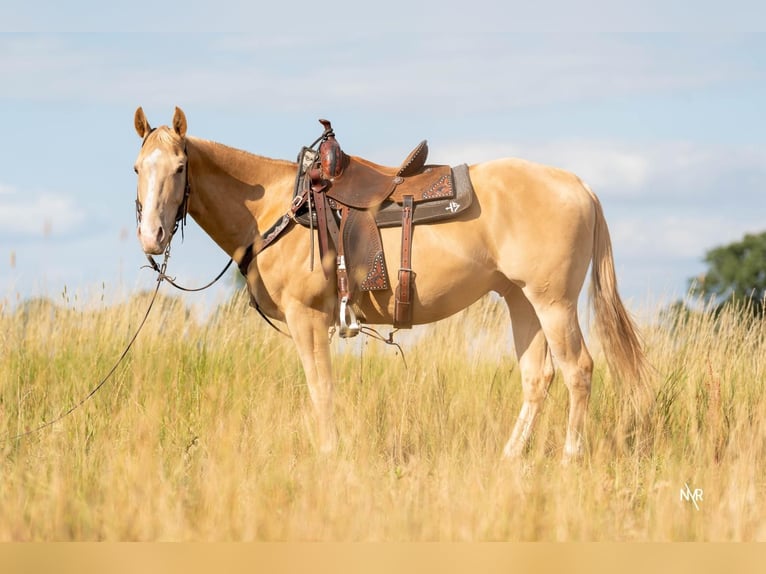 American Quarter Horse Castrone 4 Anni 150 cm Champagne in Herenthout