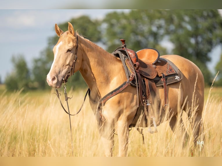 American Quarter Horse Castrone 4 Anni 150 cm Champagne in Herenthout