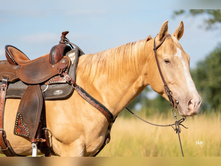 American Quarter Horse Castrone 4 Anni 150 cm Champagne in Herenthout