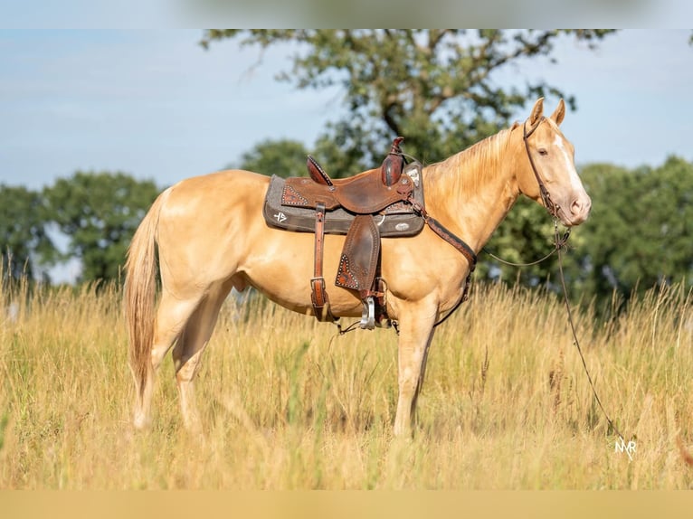 American Quarter Horse Castrone 4 Anni 150 cm Champagne in Herenthout