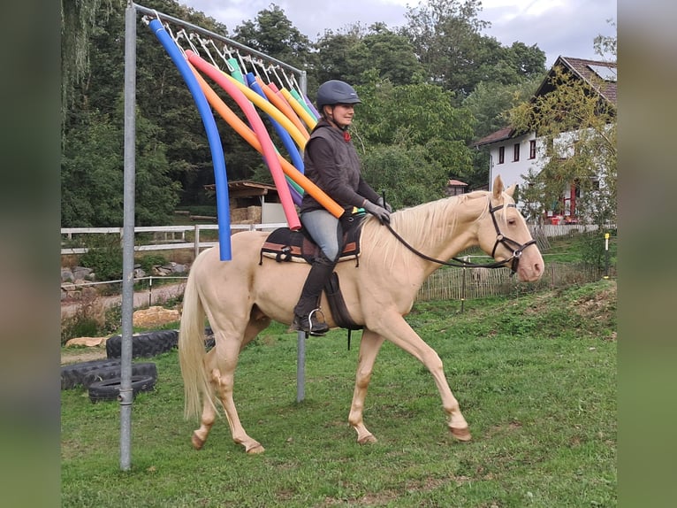 American Quarter Horse Castrone 4 Anni 150 cm Champagne in Bayerbach