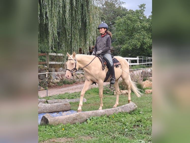 American Quarter Horse Castrone 4 Anni 150 cm Champagne in Bayerbach