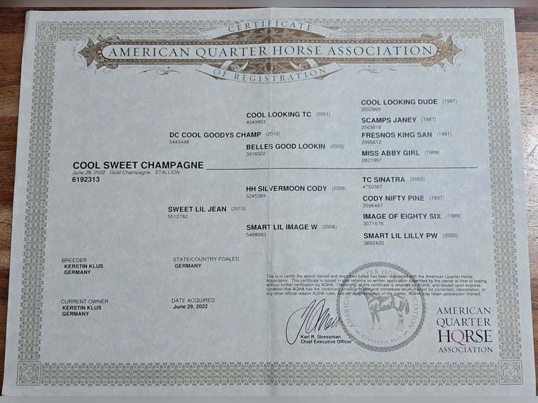 American Quarter Horse Castrone 4 Anni 150 cm Champagne in Bayerbach