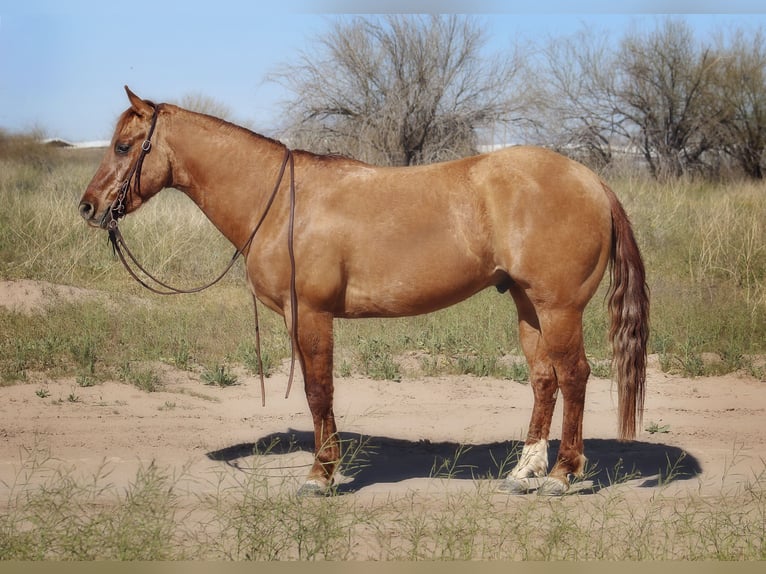 American Quarter Horse Castrone 4 Anni 150 cm Falbo in Eloy, AZ