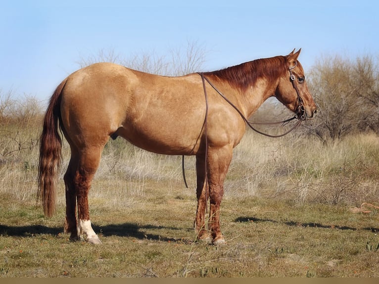 American Quarter Horse Castrone 4 Anni 150 cm Falbo in Eloy, AZ