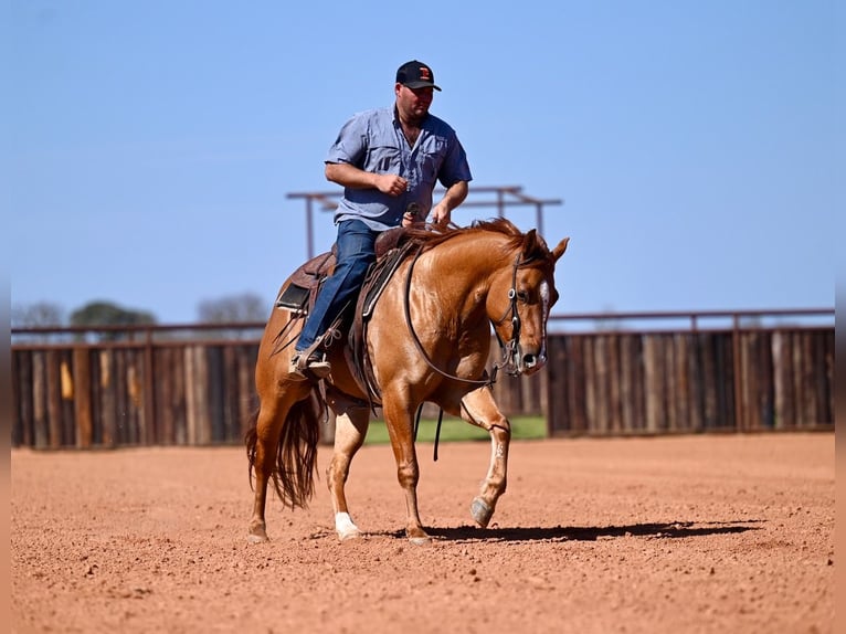 American Quarter Horse Castrone 4 Anni 150 cm Falbo in Waco, TX