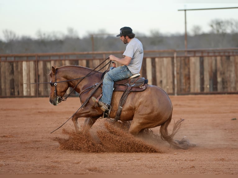 American Quarter Horse Castrone 4 Anni 150 cm Falbo in Waco, TX