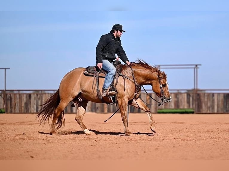 American Quarter Horse Castrone 4 Anni 150 cm Falbo in Waco, TX