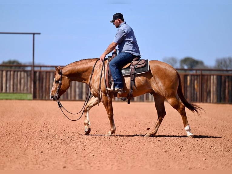 American Quarter Horse Castrone 4 Anni 150 cm Falbo in Waco, TX