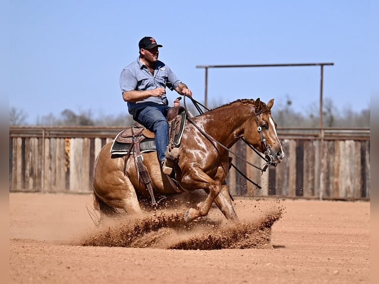 American Quarter Horse Castrone 4 Anni 150 cm Falbo in Waco, TX