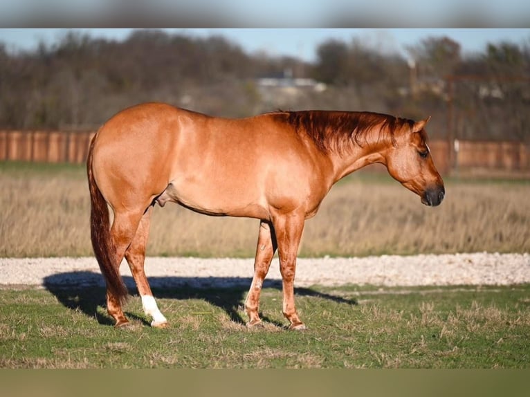 American Quarter Horse Castrone 4 Anni 150 cm Falbo in Waco, TX