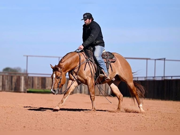 American Quarter Horse Castrone 4 Anni 150 cm Falbo in Waco, TX