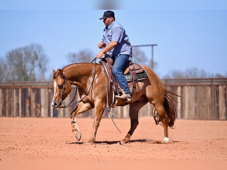 American Quarter Horse Castrone 4 Anni 150 cm Falbo in Waco, TX