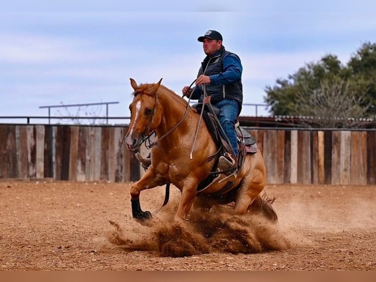 American Quarter Horse Castrone 4 Anni 150 cm Falbo in Waco, TX