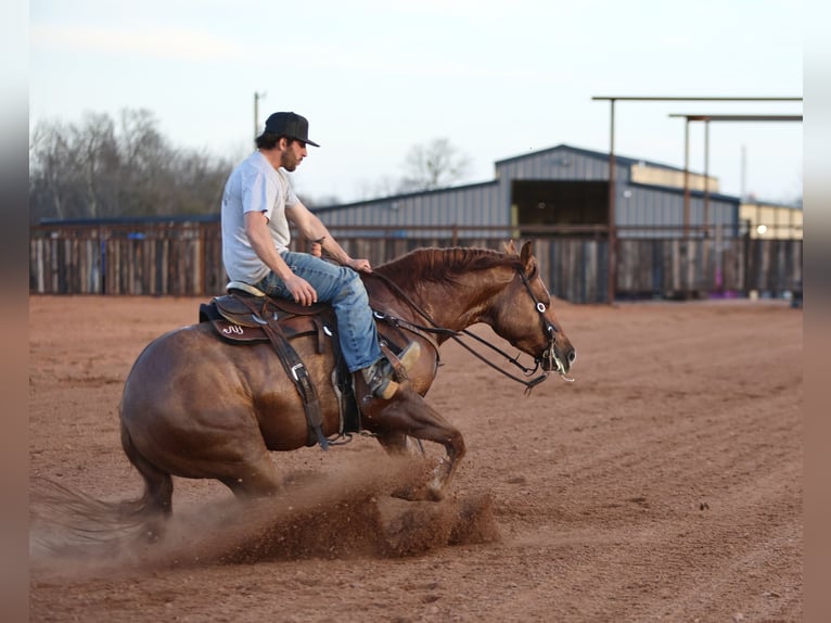 American Quarter Horse Castrone 4 Anni 150 cm Falbo in Waco, TX